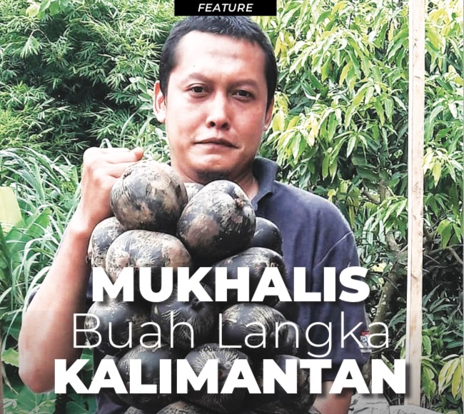 Mukhalis Buah Langka Kalimantan