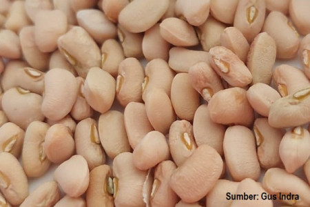 Semangat DSA Insan Madani Malang Membantu Ekspor Biji Kacang Tunggak